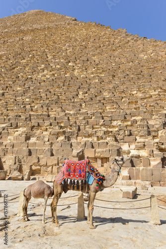 The Camel and her offspring and Giza Pyramids in Cairo - Egypt