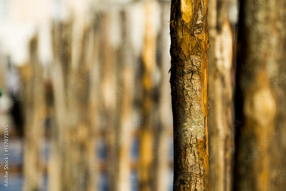 Fototapeta premium Wooden poles