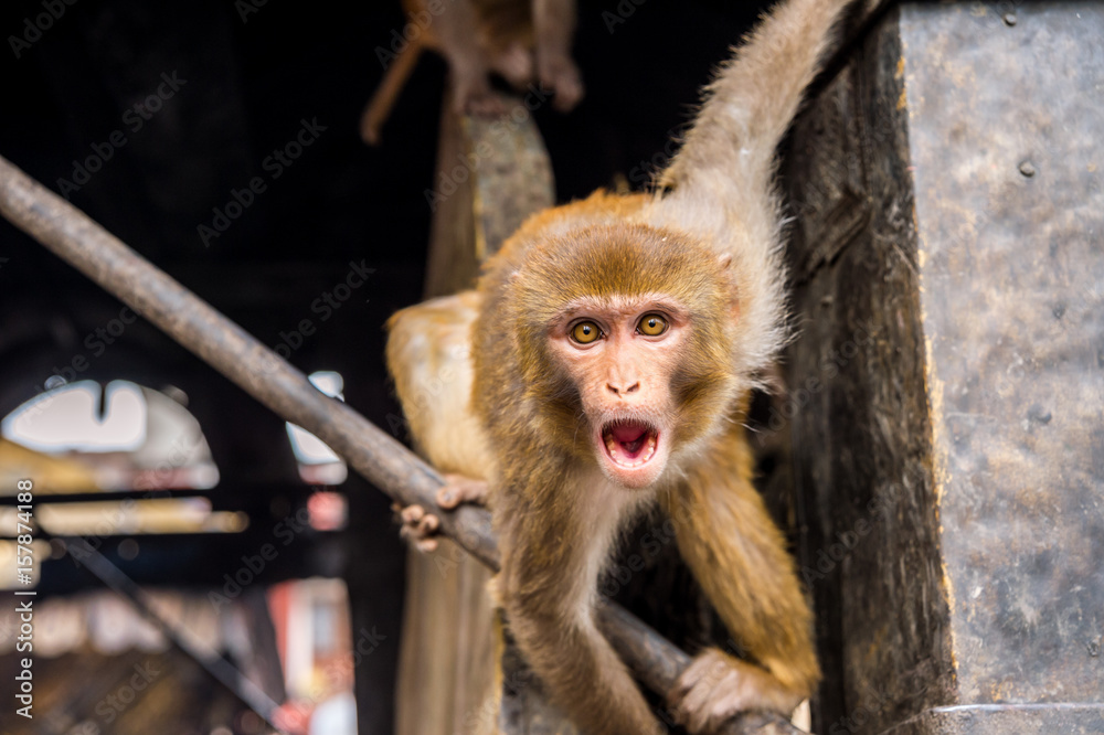 Fototapeta premium Scary Rhesus Macaque Monkey at swayambhunath Monkey Temple in Kathmandu, Nepal