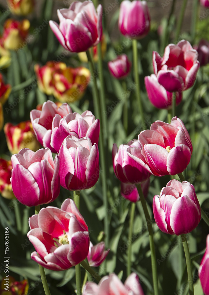 Obraz premium Beautiful pink tulips. Spring flowers.