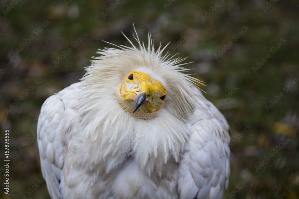 Obraz premium птица