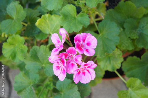 Pelargonium zonale pink flowers with green