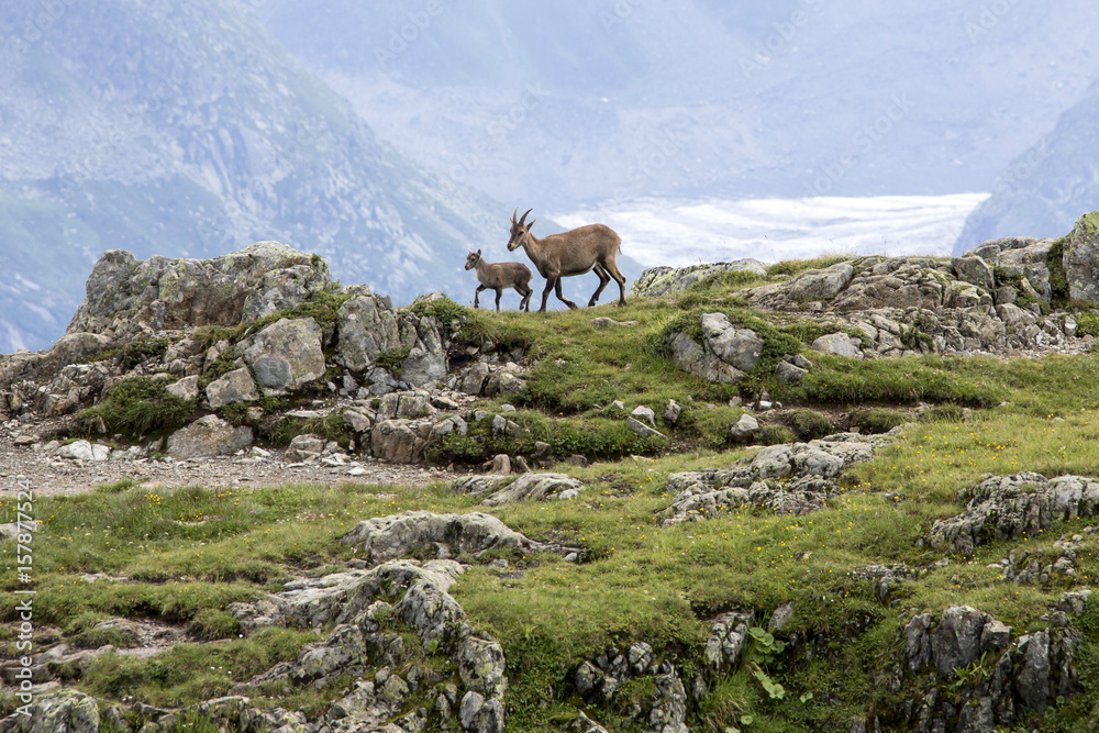 Ibex at high altitude around Lac de Cheserys Chamonix Haute Savoie France Europe Ibex at high altitude around Lac de Cheserys Chamonix Haute Savoie France Europe