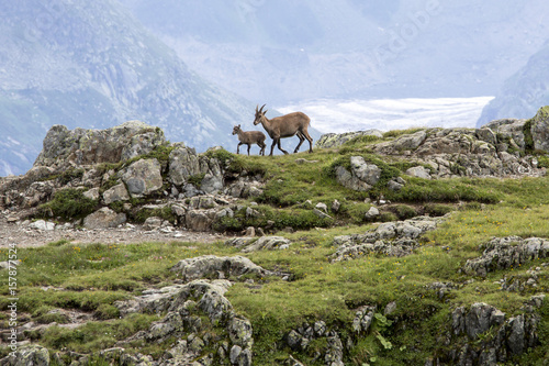 Ibex at high altitude around Lac de Cheserys Chamonix Haute Savoie France Europe