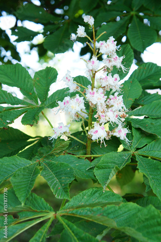 Branch of aesculus or horse-chestnut flowers with foliage vertical
