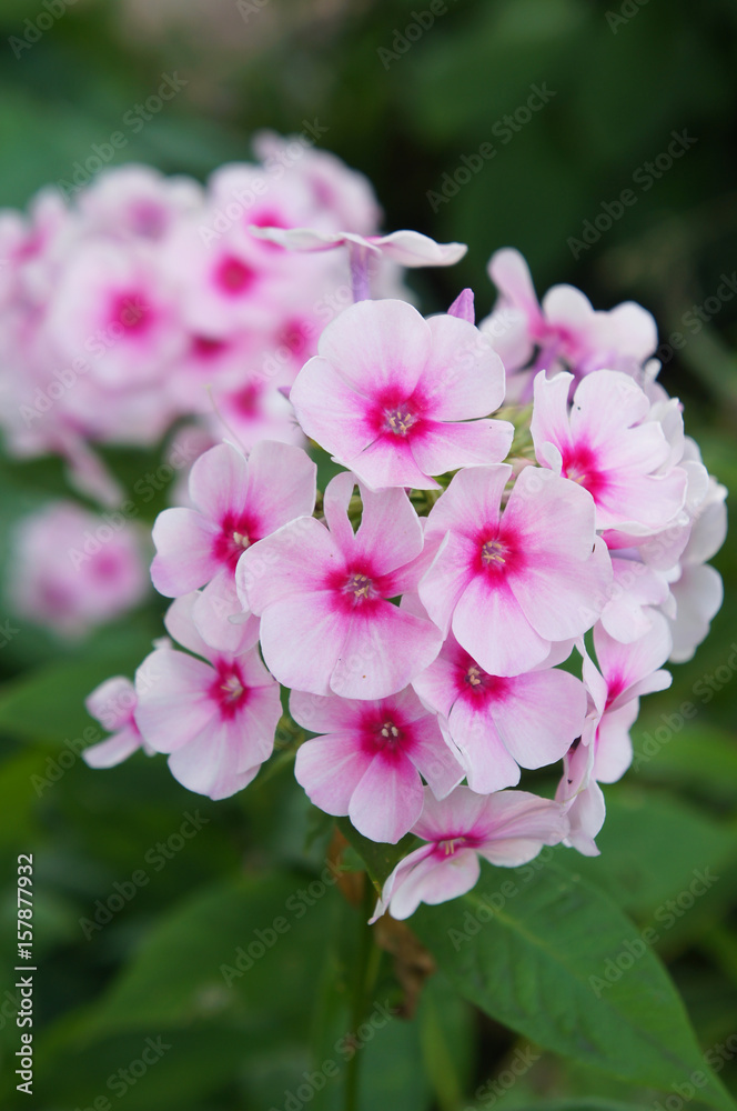 Red and pink phlox flower with green vertical