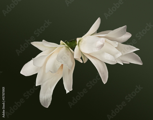 Decembrist flower. Cactus Schlumbergera truncata