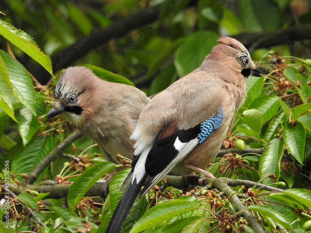 Obraz premium Endlich ist es Frühling