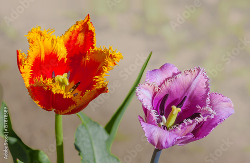 Flower tulip terry in spring