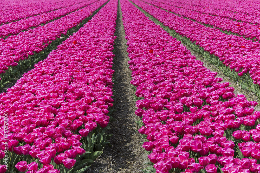 Φωτογραφία The colorful scenery of spring fields of tulips Keukenhof Park Lisse South Holla