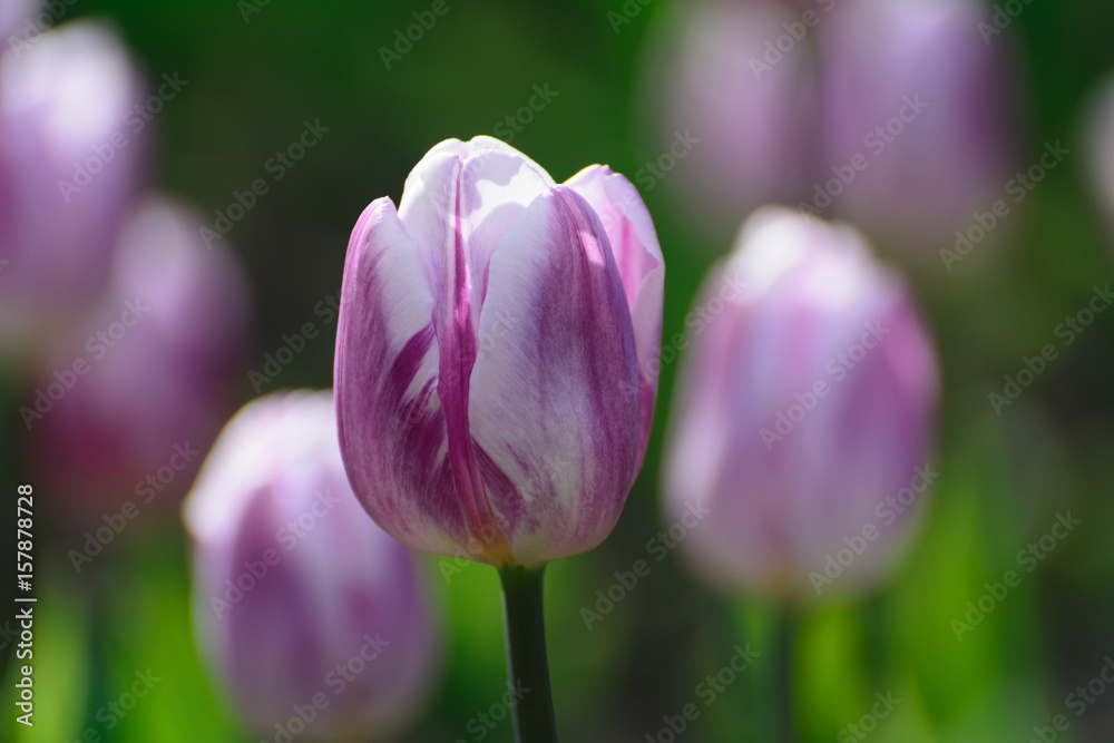 Fototapeta premium Motley flower of lilac tulip.