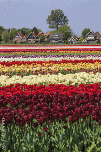 Multicolored tulip fields frame the village in spring Berkmeer Koggenland North Holland Netherlands Europe photo