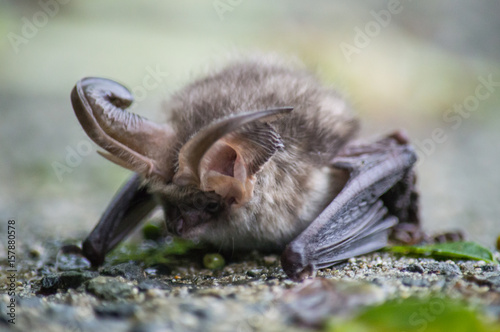Brown long-eared bat on wall