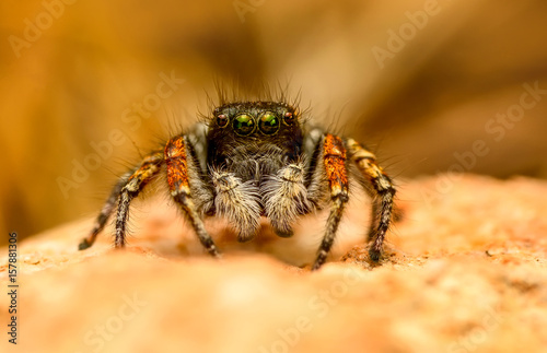 jumping spider © blackdiamond67