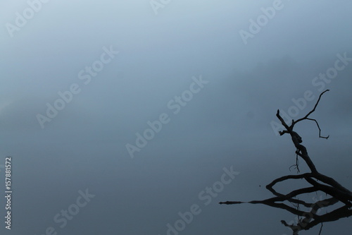 Foggy Morning