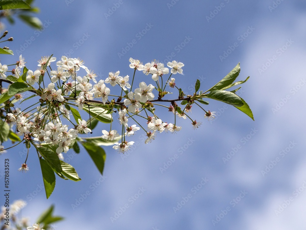 Cherry blossoms on blue sky background Cherry blossoms on blue sky background