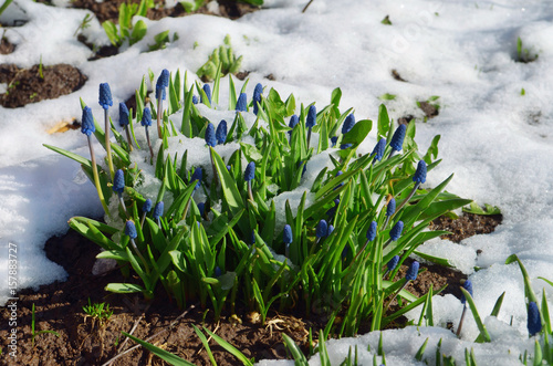 Viper onion  Murine hyacinth  blue Muscari spring flowers in the snow illuminated by the sun.