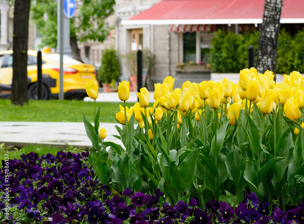 Yellow tulips after rain on a city boulevard with street cafe on a spring day