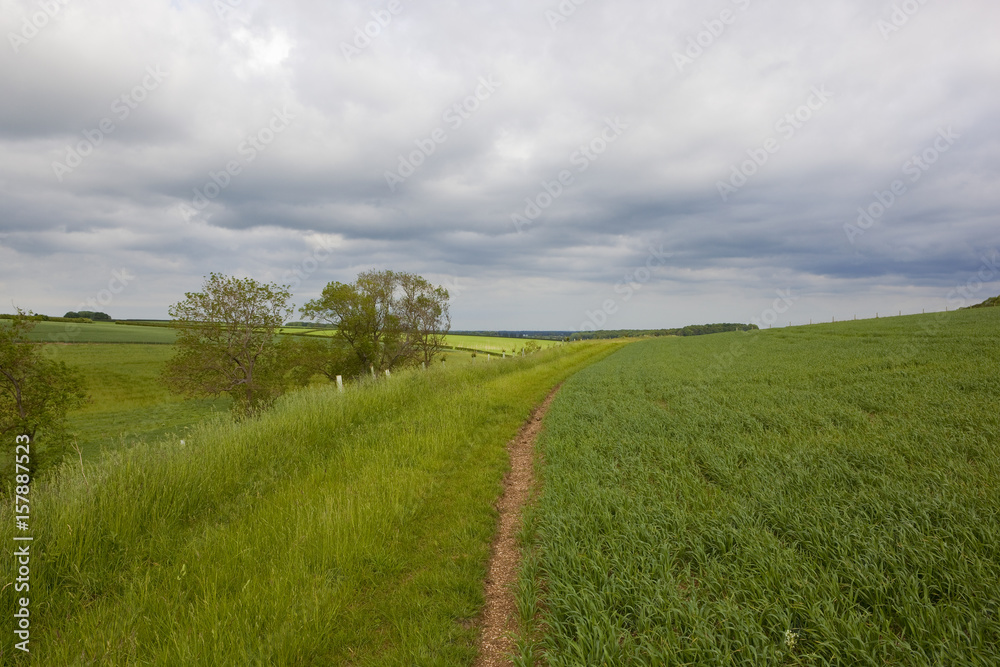 Obraz premium wheat and meadows