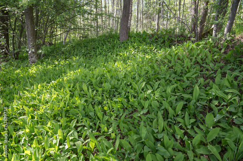 Ground full of Lily of the valley flowers (Convallaria majalis) in a forest in Finland in the summer.