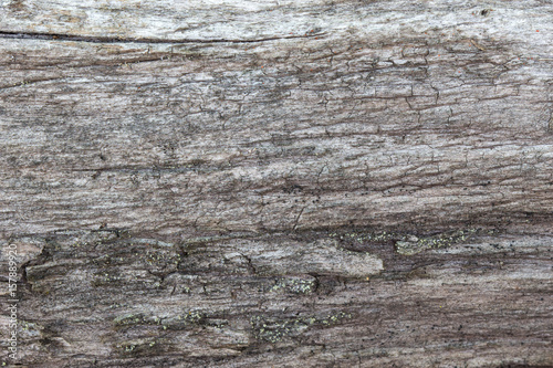 Close-up of an old gray tree trunk texture background.