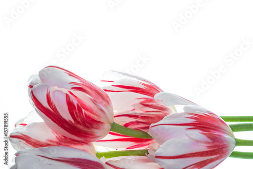 Red and white tulips