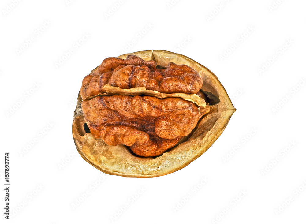 Dried walnut on a white background Dried walnut on a white background