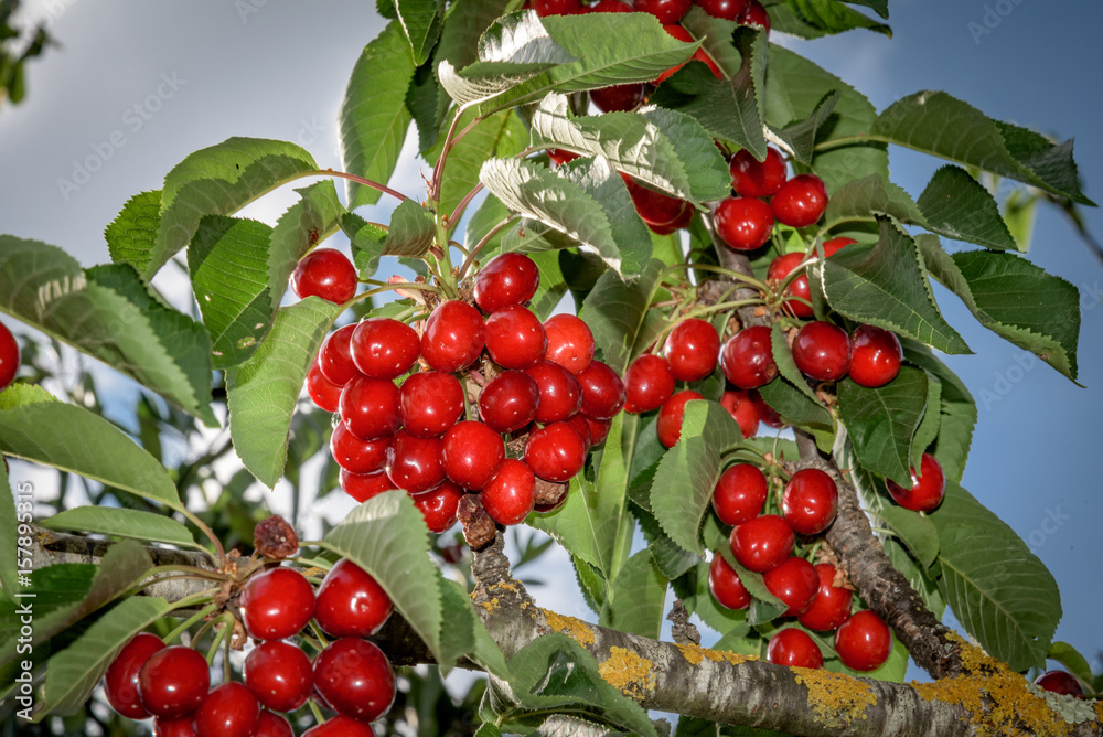 Branch of red cherries Branch of red cherries