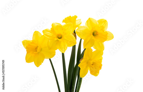  narcissus yellow bouquet  isolated