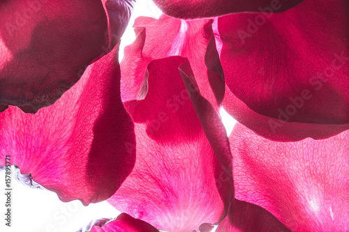 Rose petals on translucent background