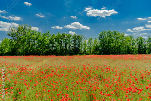 Meadow of red poppies in tuscany