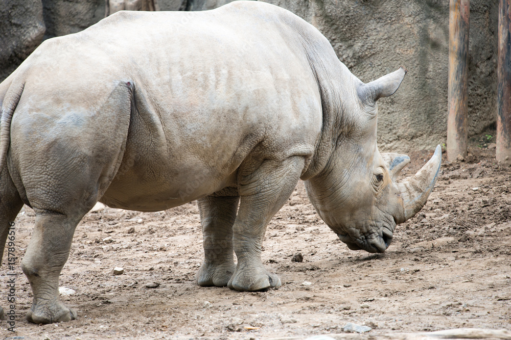 Southern white rhinoceros Ceratotherium simum simum at Philadelphia Zoo Southern white rhinoceros Ceratotherium simum simum at Philadelphia Zoo