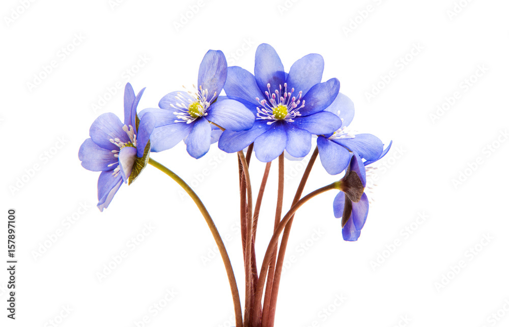 Hepatica Nobilis - first Spring blue flower Hepatica Nobilis - first Spring blue flower