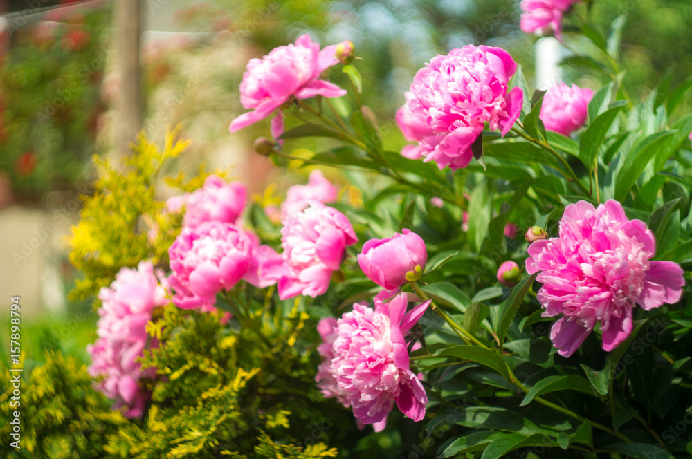 pink peonies with green bush in summertime pink peonies with green bush in summertime