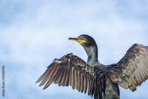 Cormorant (Phalacrocorax aristotelis) close up with outstretched wings on Hornøya in Finnmark, Norway © Inger