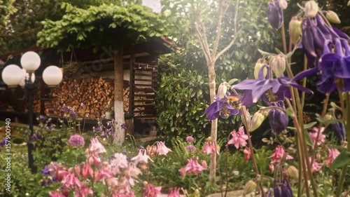honey bee collecting nectar slow motion
