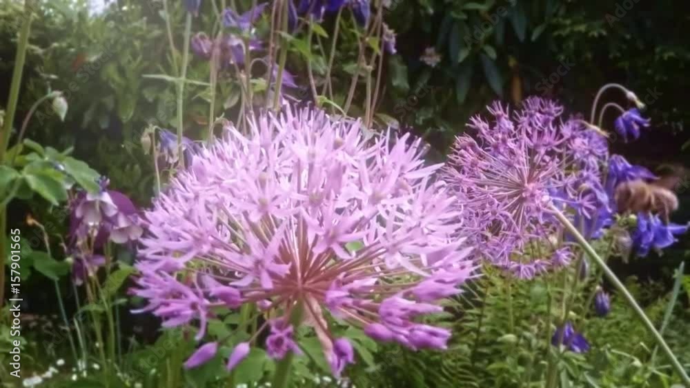 honey bee collecting nectar slow motion honey bee collecting nectar slow motion
