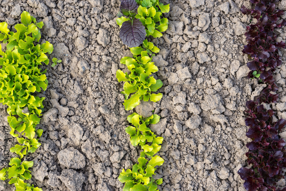 Young fresh green and red lettuce grows in the ground in the garden Young fresh green and red lettuce grows in the ground in the garden