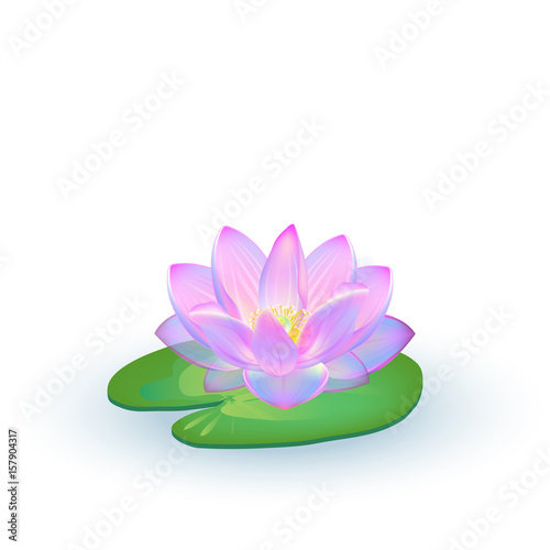 Vector realistic illustration of lotus flowers and leaves isolated on white background.. Design for natural cosmetics, health care and ayurveda products, yoga center.