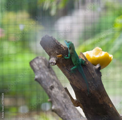 Lézard vert et bleu, Guadeloupe photo