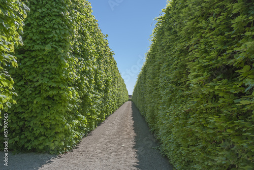 High hedges at Egeskov Park in Denmark