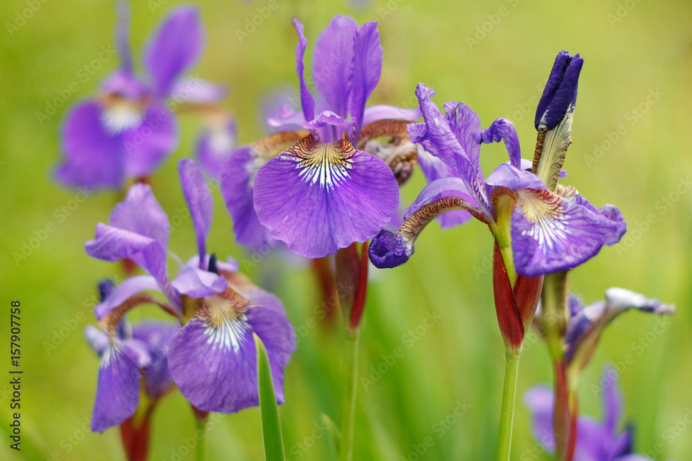 Violet iris flowers on a green background
