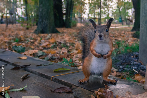 squirrel © Sergey