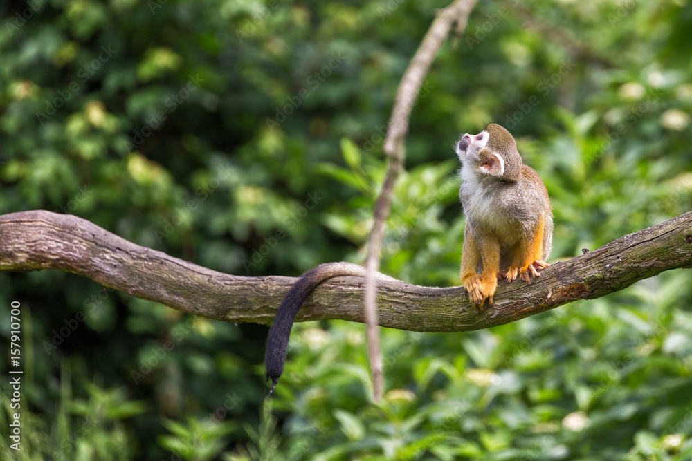 Naklejka premium Portrait of squirrel monkey Saimiri sciureus sitting on a tree branch