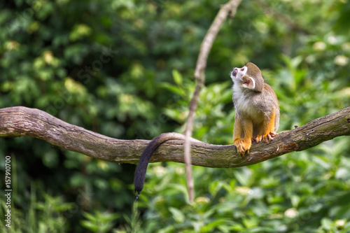Portrait of squirrel monkey Saimiri sciureus sitting on a tree branch © Nikolay N. Antonov