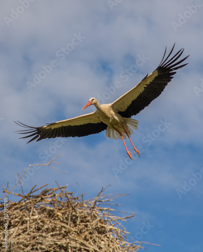 The cute stork flies majestically over the nest