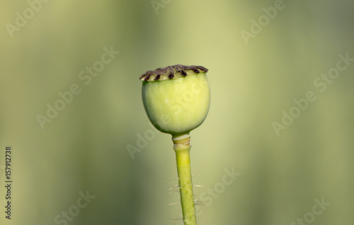 Poppy seed pods in field, close-up