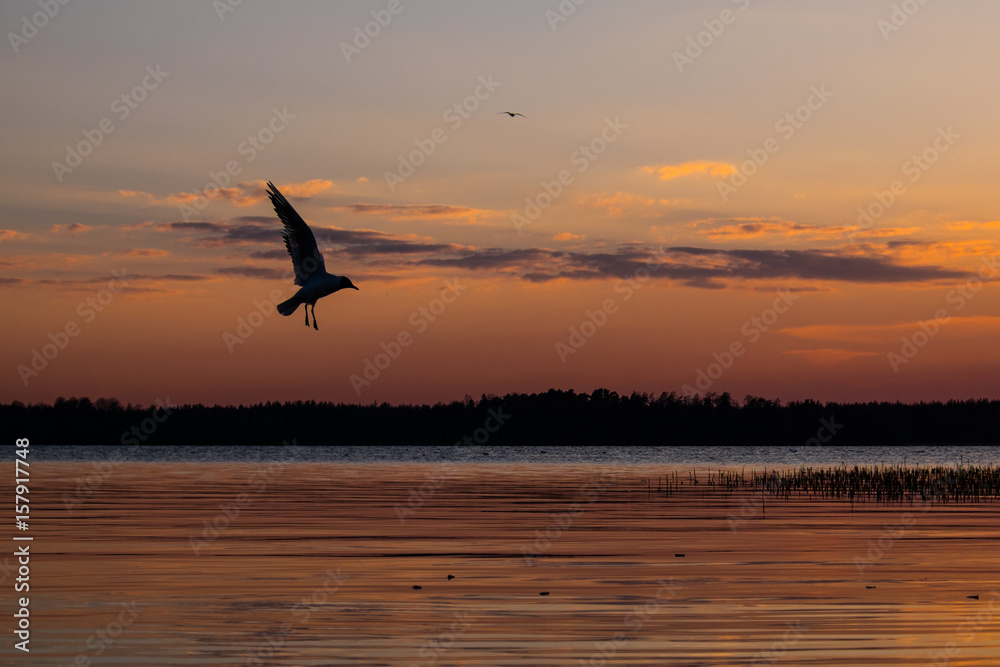 Obraz premium Gulls at sunset