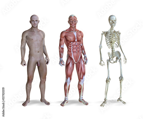 Male Anatomy Views