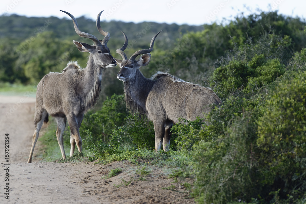 Greater Kudu, Addo Elephant National Park Greater Kudu, Addo Elephant National Park